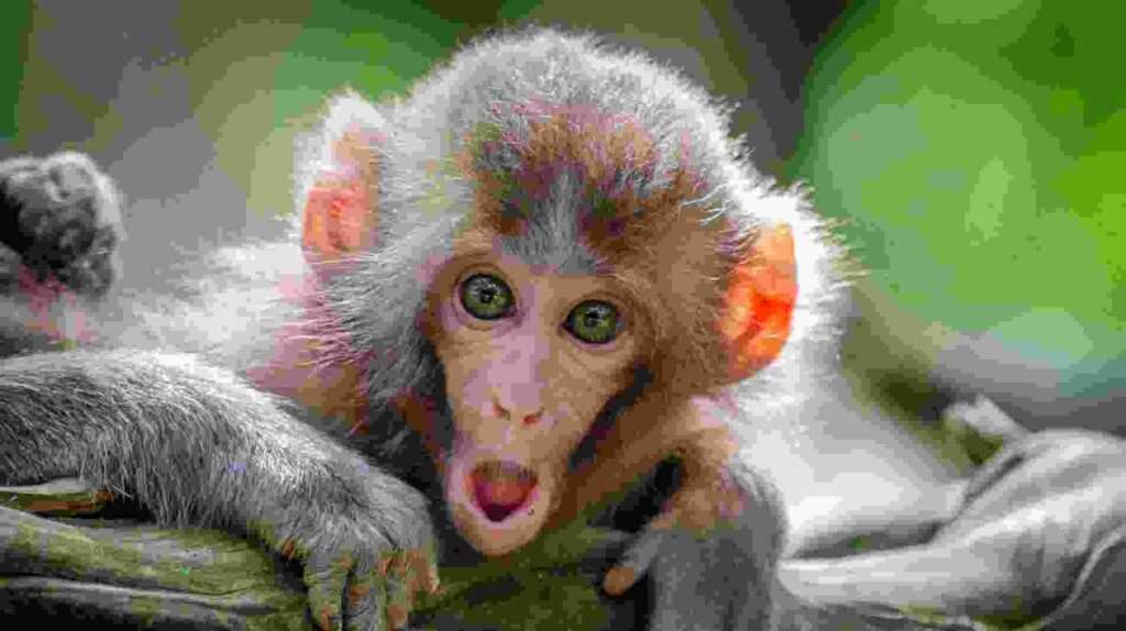 Now Monkey Can Play Video Games Neuralink Chip In Br | WeirdTechie